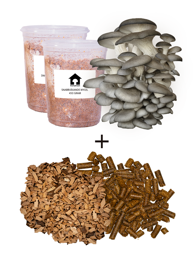 Grå ostronskivlings-kit för trädgårdsodling Trädgårdsodling Min butik