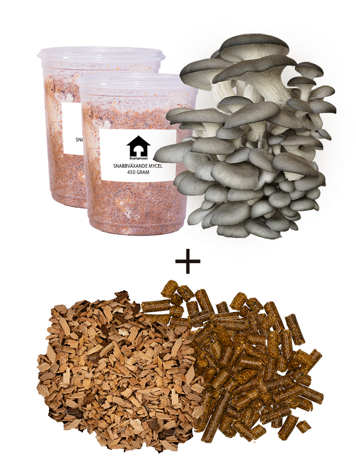 Grå ostronskivlings-kit för trädgårdsodling Trädgårdsodling Min butik