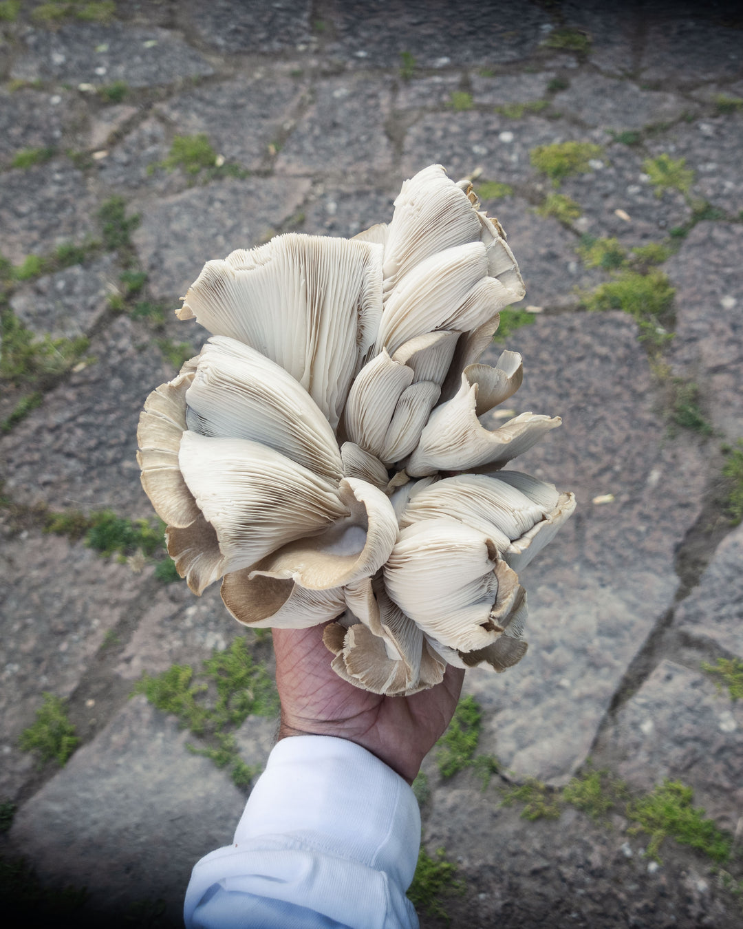 Grå ostronskivlings-kit för trädgårdsodling Trädgårdsodling Min butik