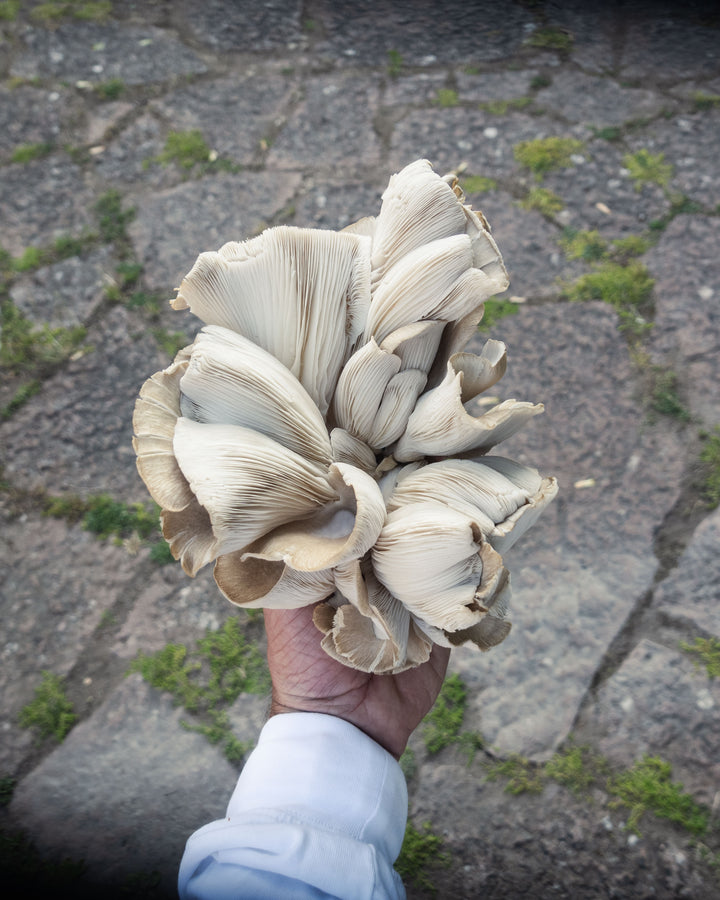 Grå ostronskivlings-kit för trädgårdsodling Trädgårdsodling Min butik