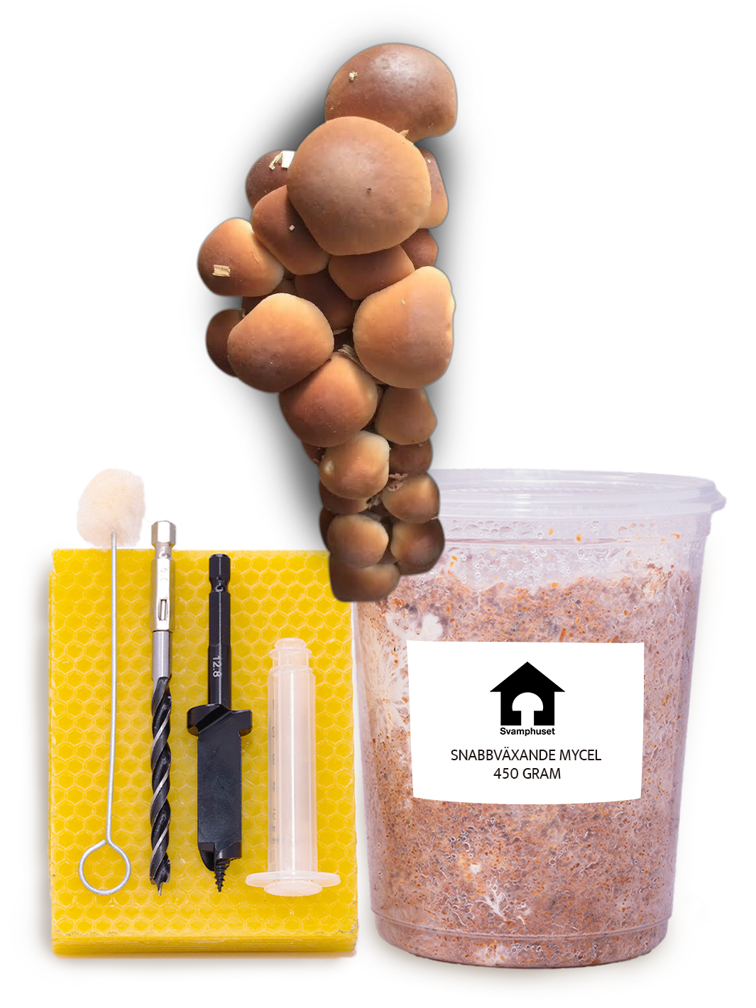 Pioppino - Stockodlings-kit Stockodlingskit Snabbväxande Min butik