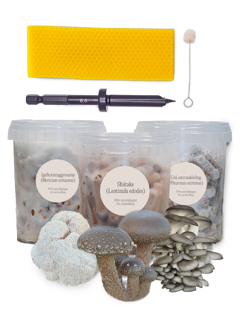 Mycelpluggskit Bästsäljare - Shiitake, Grå ostronskivling, Igelkottstaggsvamp mycelplugg-kit Svamphuset