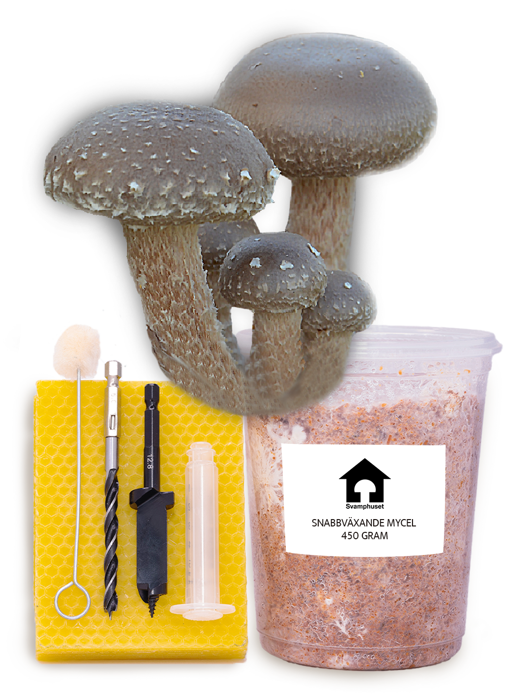 Shiitake - Stockodlings-kit (Lentinula edodes) Stockodlingskit Snabbväxande Min butik