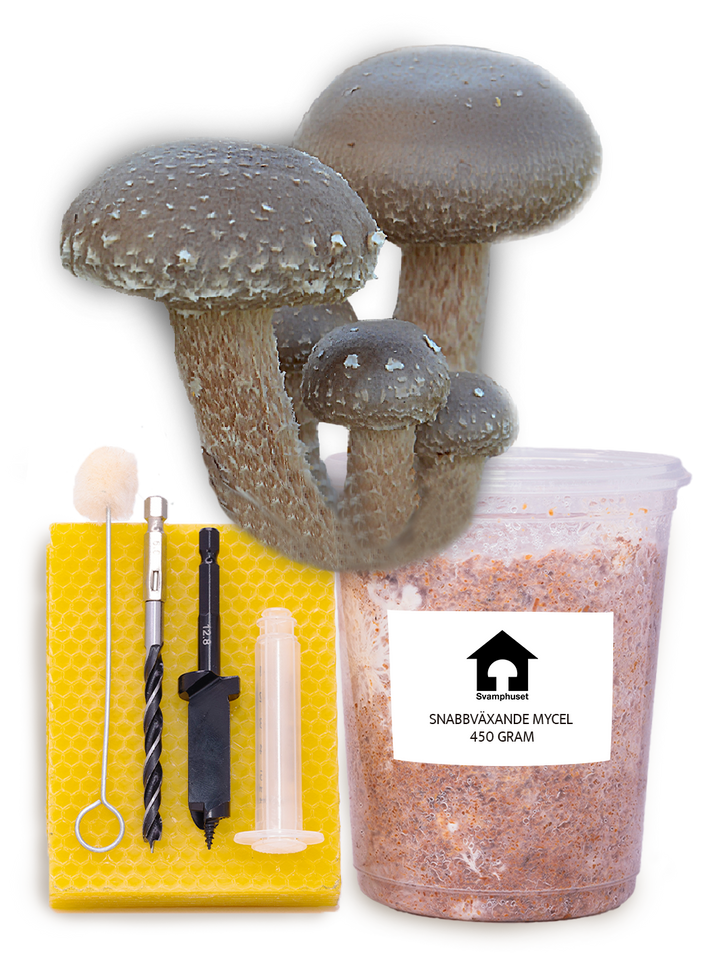 Shiitake - Stockodlings-kit (Lentinula edodes) Stockodlingskit Snabbväxande Min butik