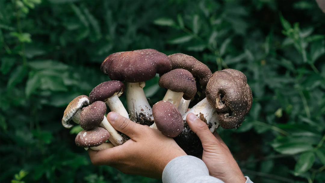 Paul Stamets-inspirerad jättekragskivling med cashews, rödlök och sesam