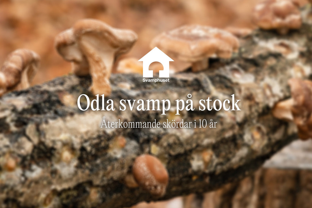 Så odlar du svamp på stock