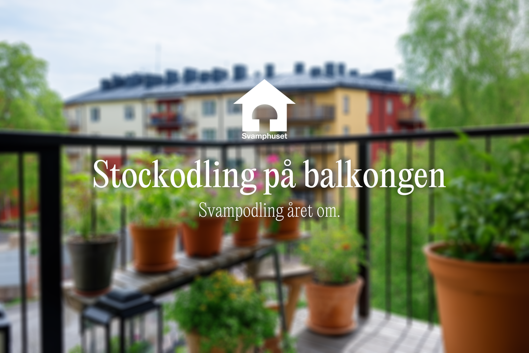 Odla svamp i stockar på din balkong – så gör du