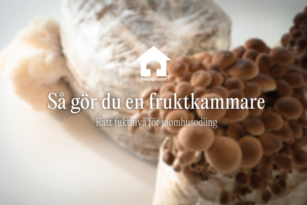 Så bygger du en fruktkammare/monotub för svampodling inomhus