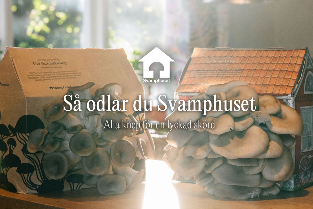 Lär dig odlar upp svamphuset med vår omfattande odlingsguide. Innehåller tips och tricks för hur du kommer igång att odla svamp i hemmet.