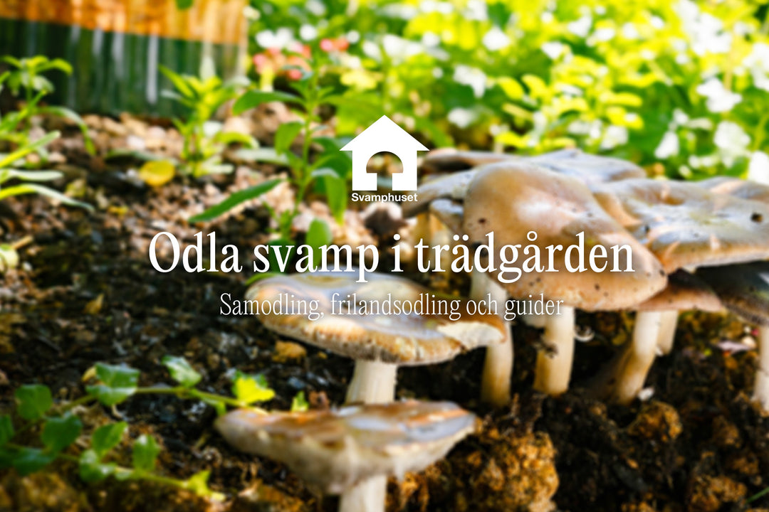 Så odlar du svamp i trädgården