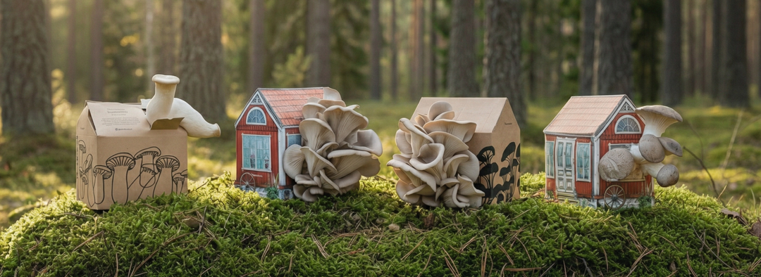 fyra svamphus i skogsdunge