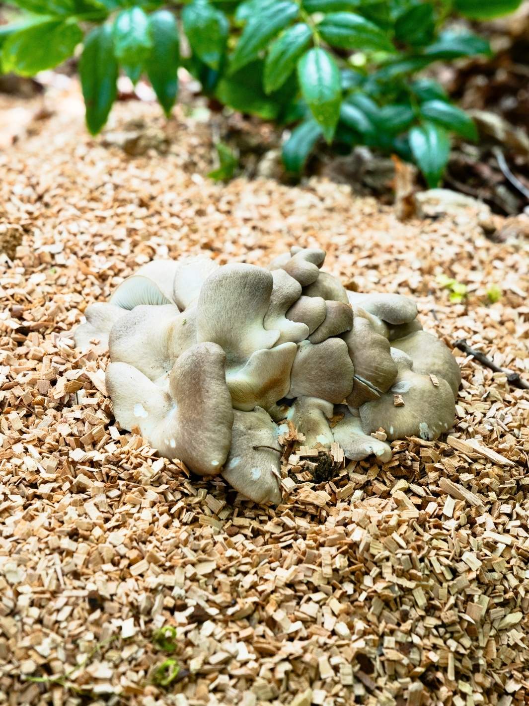 Substrat För Trädgårdsodling