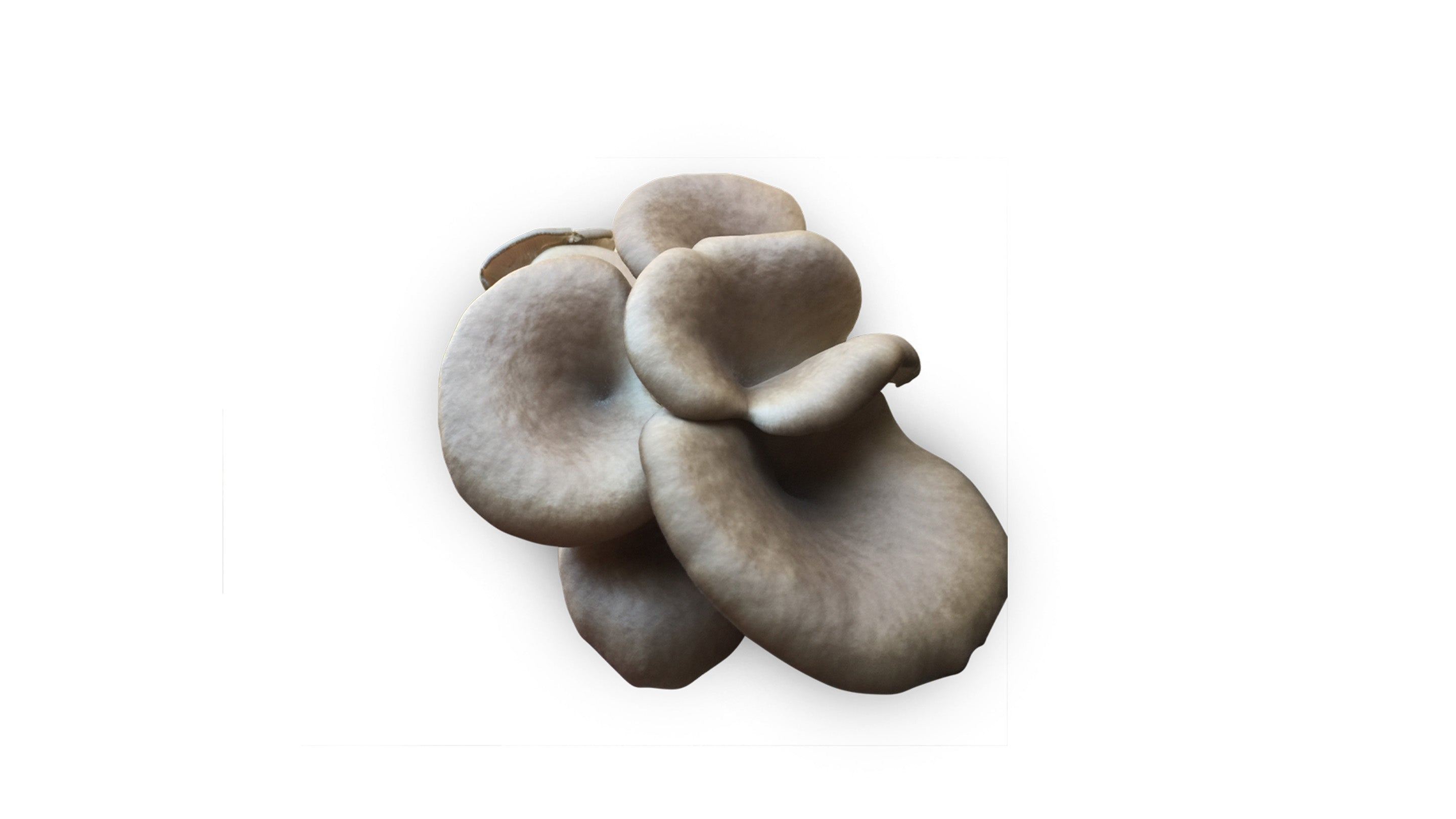 Chocolate Colored Oyster Mushroom