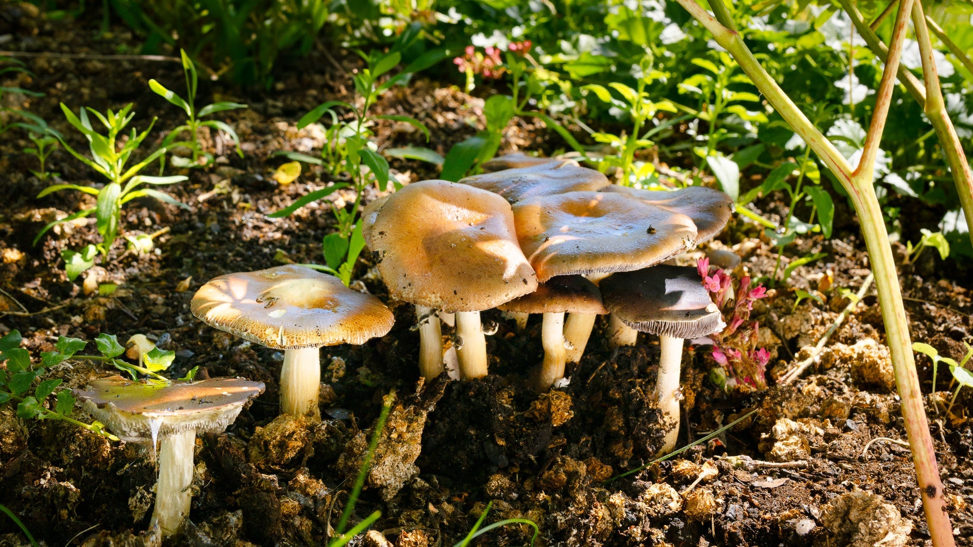 Mushroom cultivation in the garden