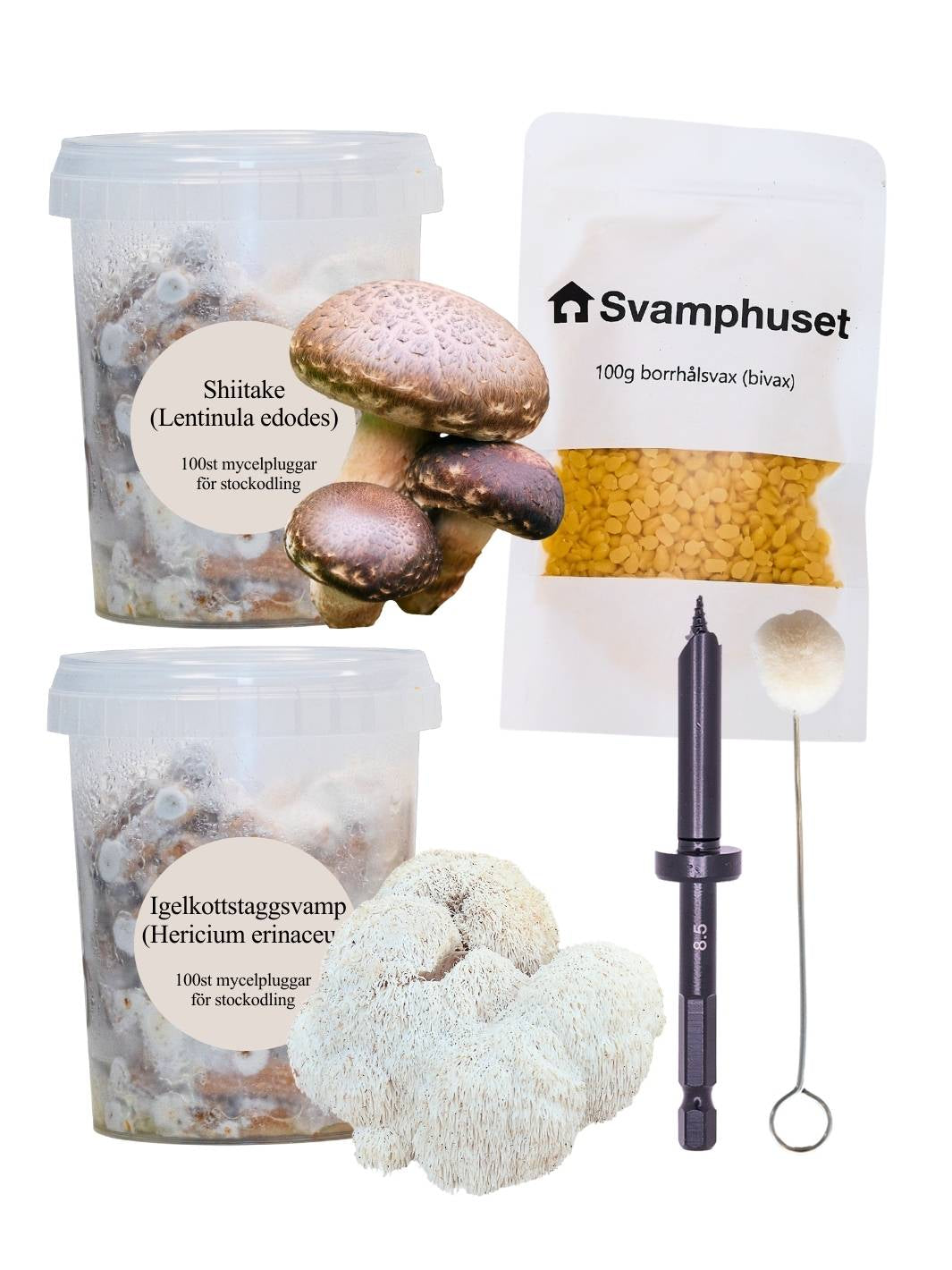 2-pack mycelpluggskit – Shiitake & Lion's mane Svamphuset