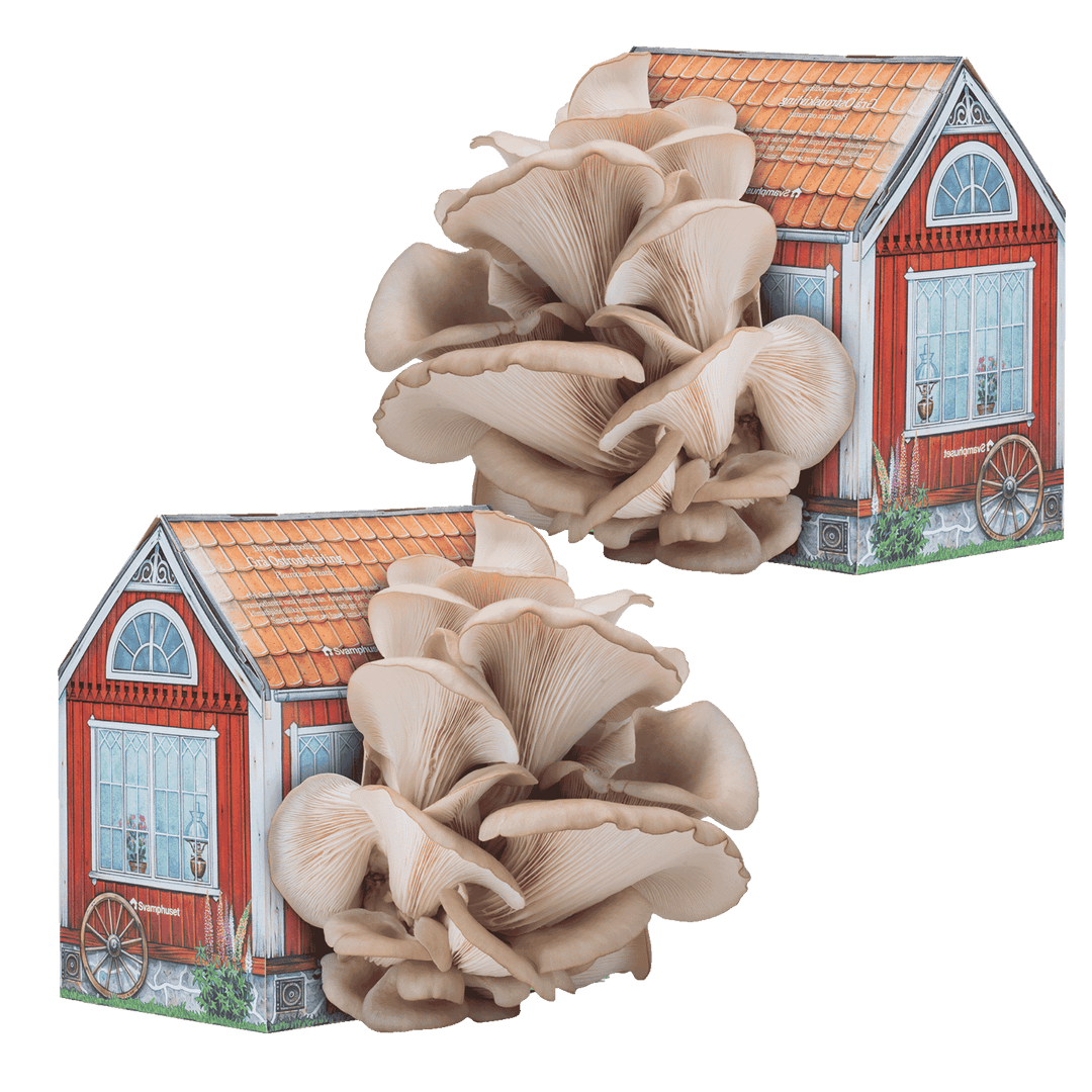 2-pack svamphus-kit svamphuset