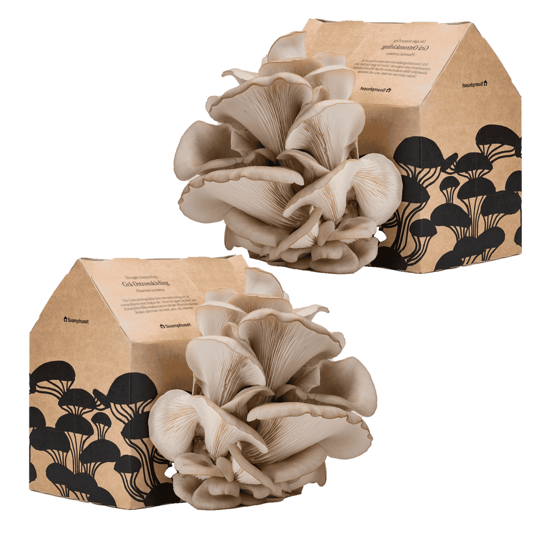 2 x Svamphus 10% Mängdrabatt Svamphus-kit Svamphuset Svamphus 2.0 (kartongfärgat)