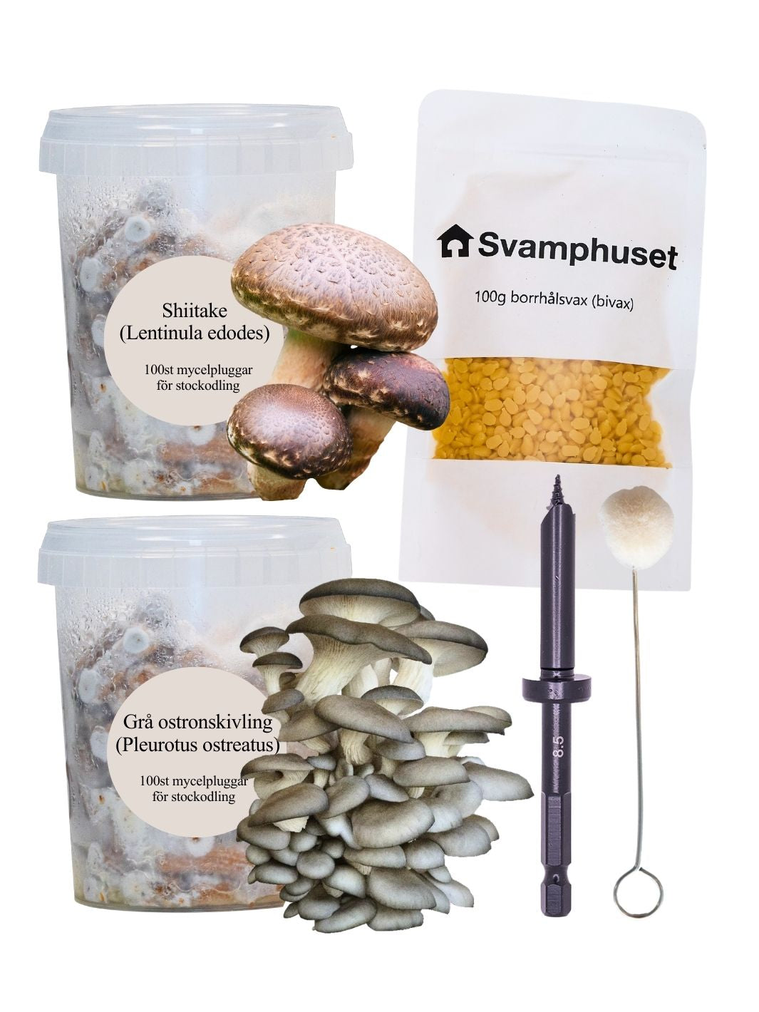 2-pack mycelpluggskit – Shiitake & Grå ostronskivling (bästsäljare) Svamphuset