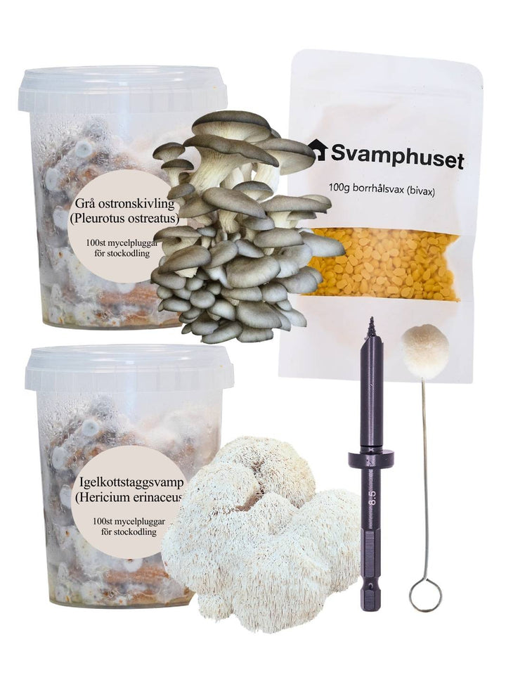 2-pack mycelpluggskit – Grå Ostronskivling & Lion's mane Svamphuset