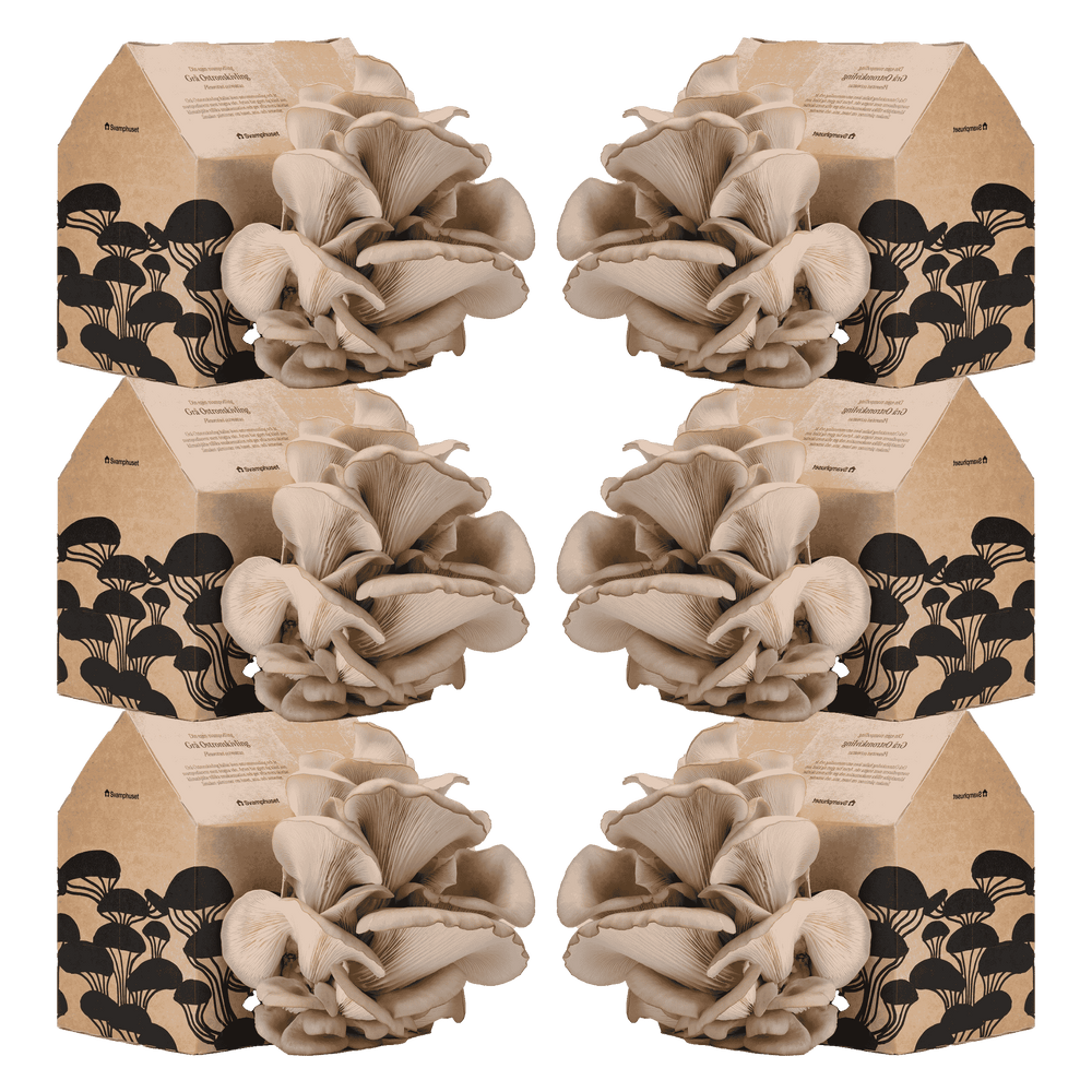 6 x Svamphus 30% Mängdrabatt Svamphus-kit Svamphuset Svamphus 2.0 (kartongfärgat)