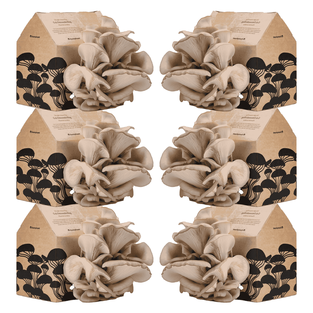 6 x Svamphus 30% Mängdrabatt Svamphus-kit Svamphuset Svamphus 2.0 (kartongfärgat)