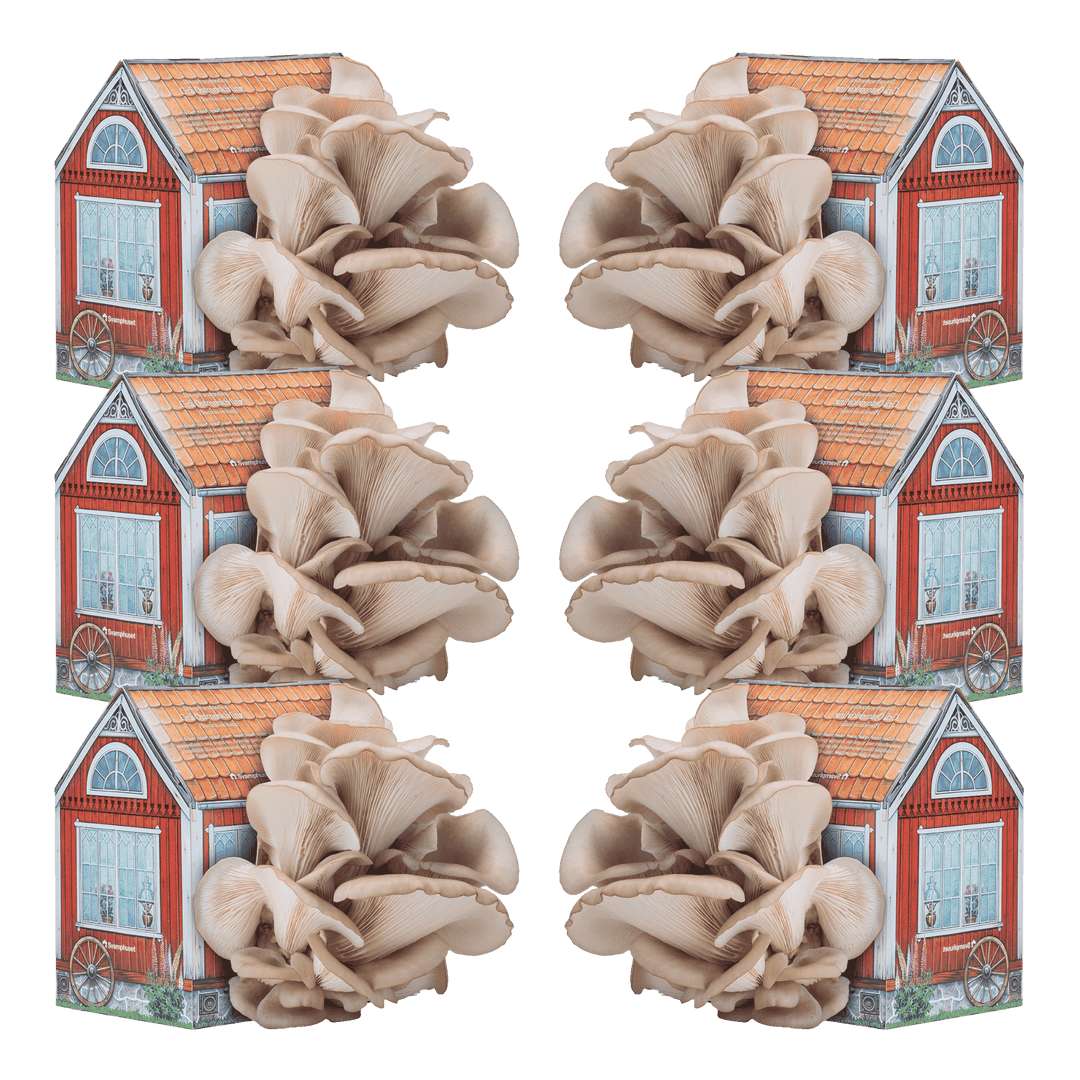 6 x Svamphus 30% Mängdrabatt Svamphus-kit Svamphuset Svamphus original (rödfärgat)