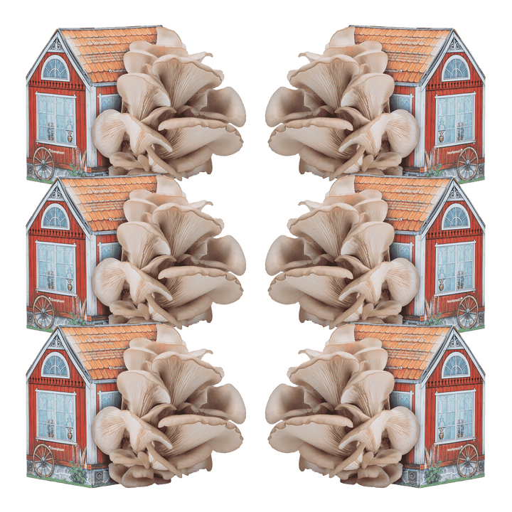 6 x Svamphus 30% Mängdrabatt Svamphus-kit Svamphuset Svamphus original (rödfärgat)