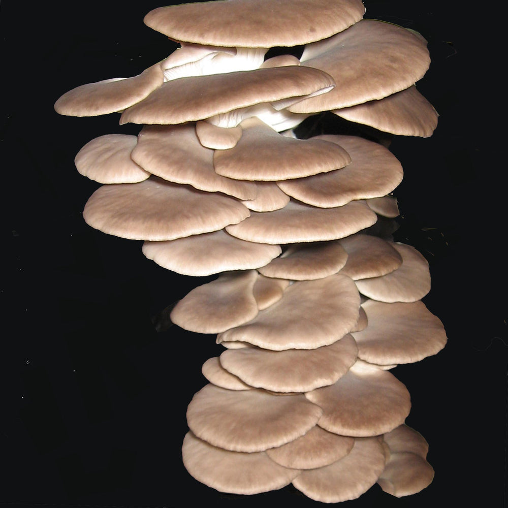 Blågrå ostronskivling (Pleurotus ostreatus) - Mycelplugg Mycelplugg Min butik   