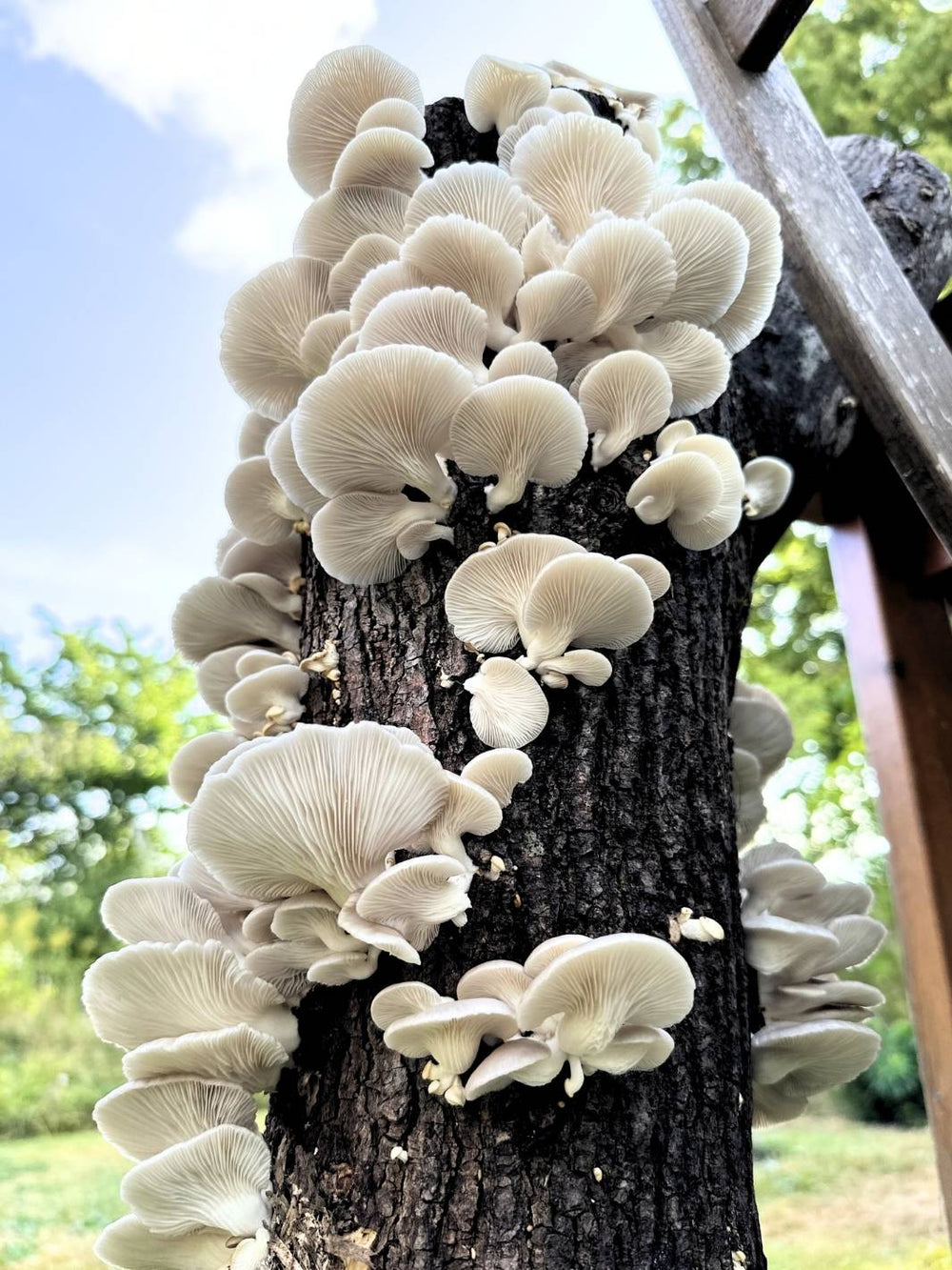 3-pack mycelpluggskit vår till höst - Blek ostronskivling, Grå ostronskivling, Shiitake mycelplugg-kit Svamphuset