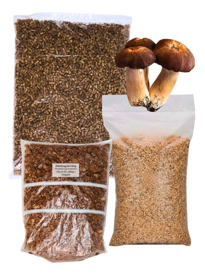 Jättekragskivlings-kit för trädgårdsodling Trädgårdsodling Min butik