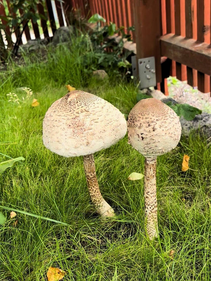 Stolt fjällskivlings-kit för trädgårdsodling Trädgårdsodling Min butik