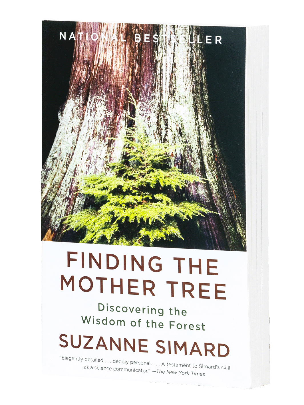 Finding the mother tree Svampbok Svamphuset