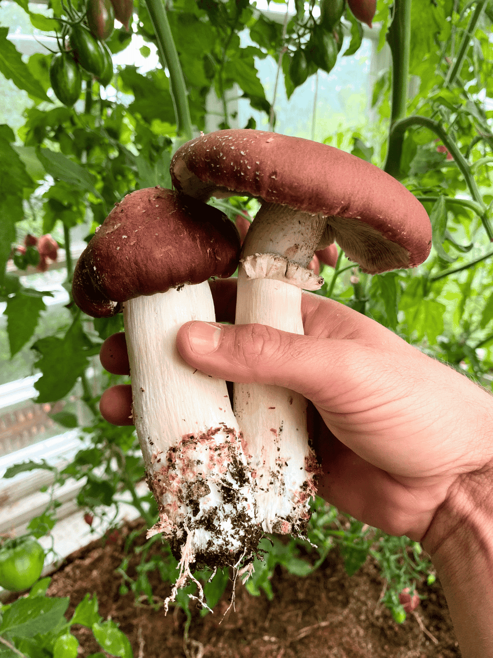 Jättekragskivlings-kit för trädgårdsodling Trädgårdsodling Min butik  