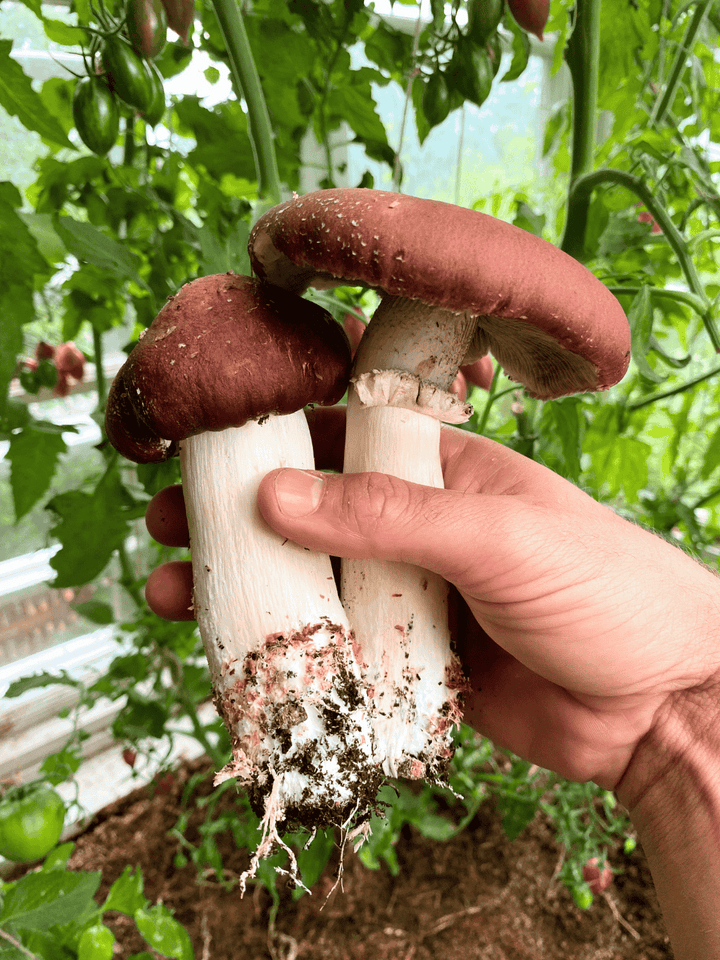 Jättekragskivlings-kit för trädgårdsodling Trädgårdsodling Min butik  