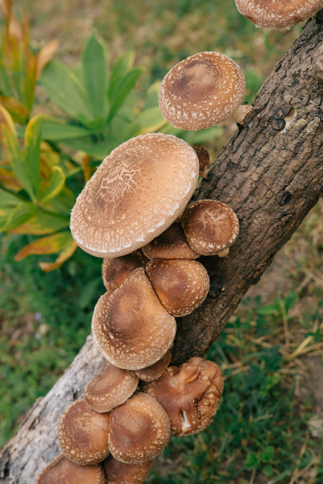 Borrhålsvax - Bivax Vax Min butik