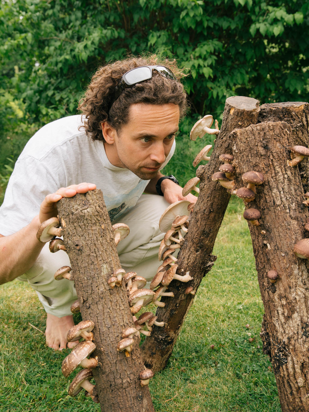 3-pack mycelpluggskit - 3 x Shiitake mycelplugg-kit Svamphuset