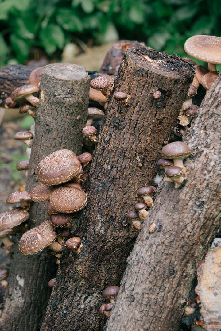 Shiitake - Mycelplugg (Lentinula edodes) Mycelplugg Min butik