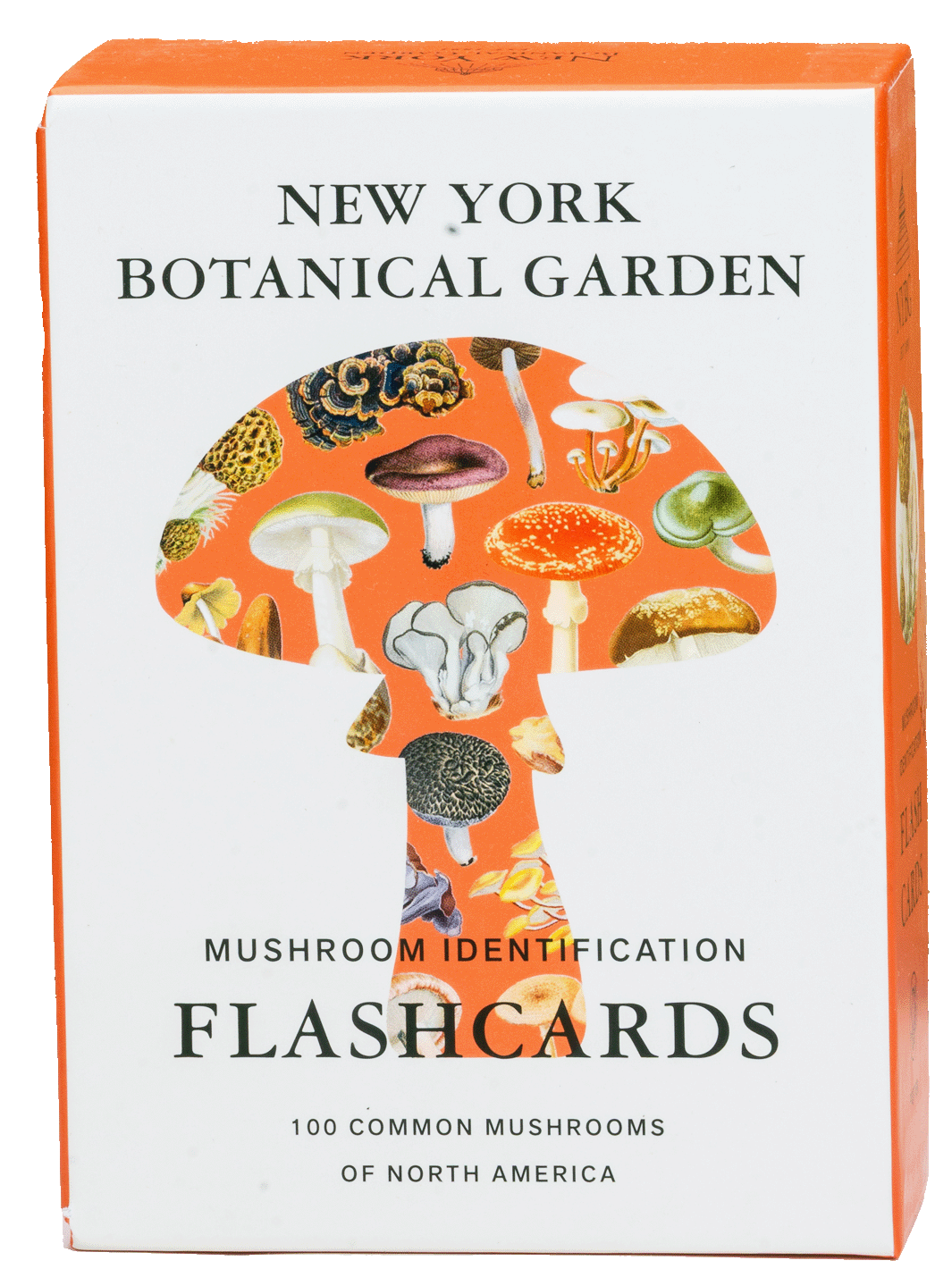 Mushroom identification flashcards Identifikationskort svamp Svamphuset