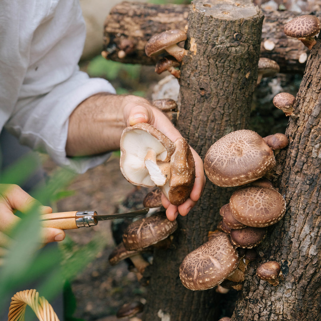 2-pack mycelpluggskit – Shiitake & Lion's mane Svamphuset