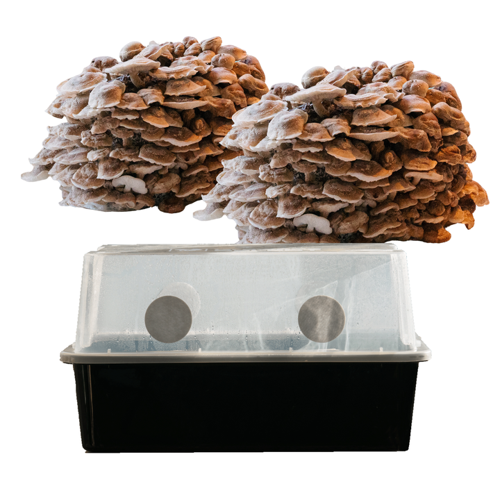 Monotub XL + 2 st Shiitake odlingsblock kit