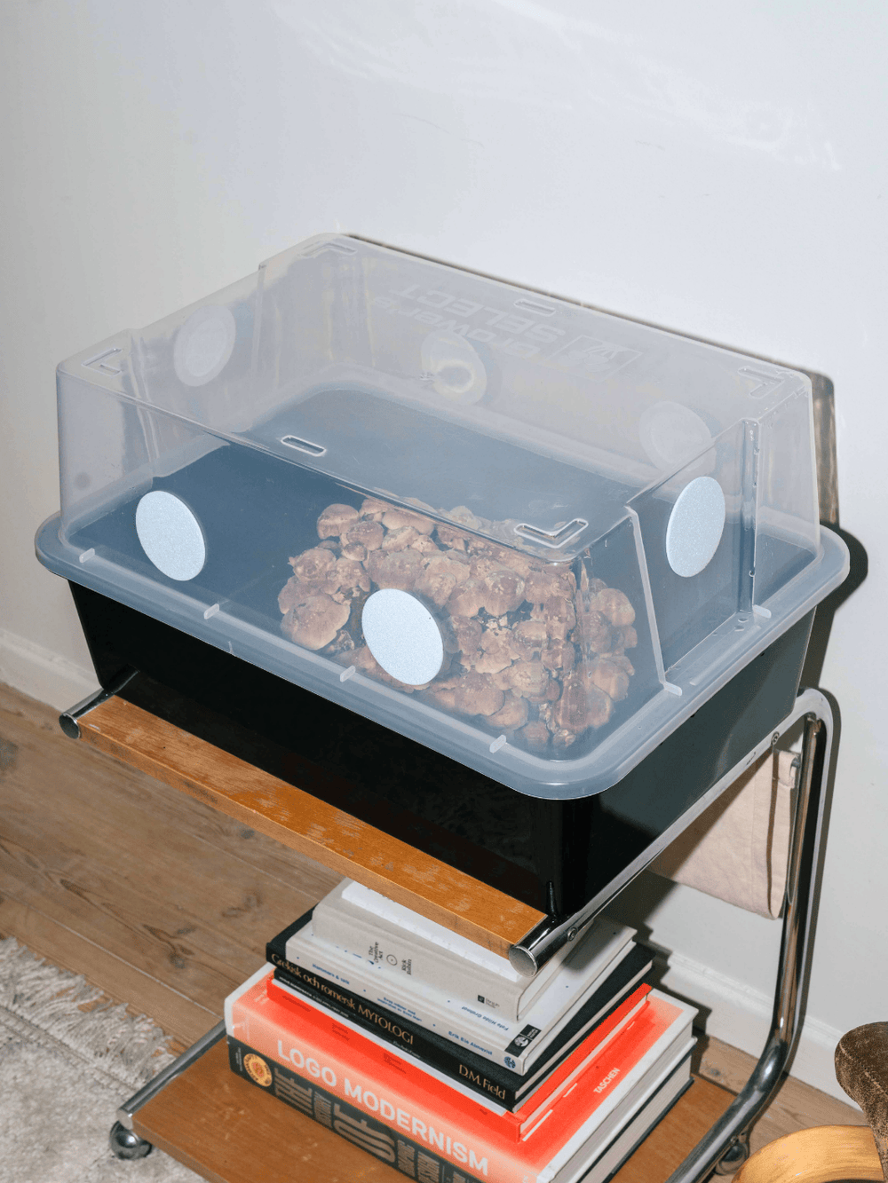 Monotub XL + 2 st Shiitake odlingsblock kit Monotub Svamphuset