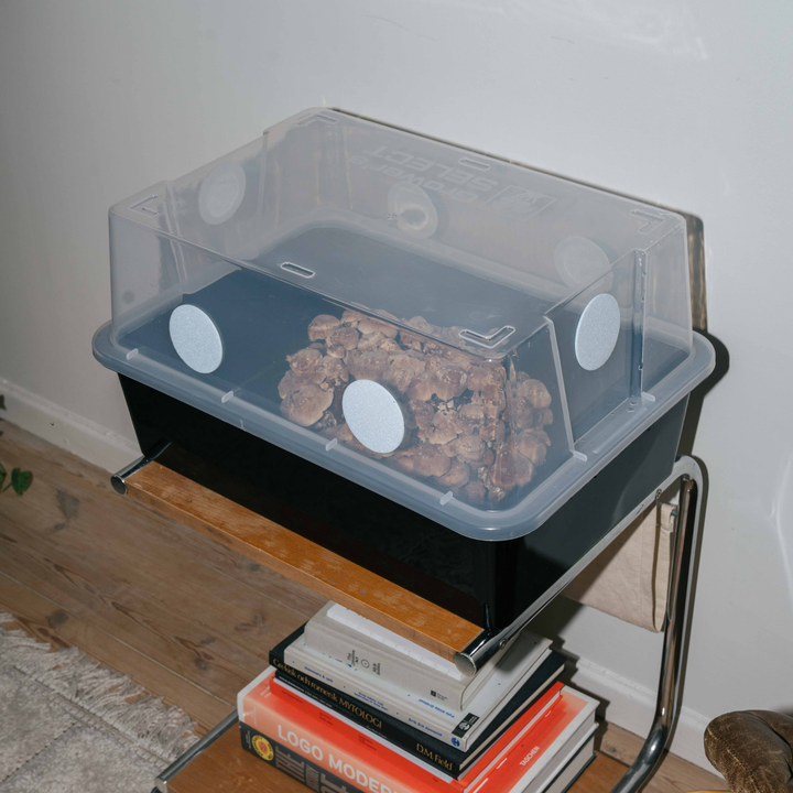 Monotub XL + 2 st Shiitake odlingsblock kit