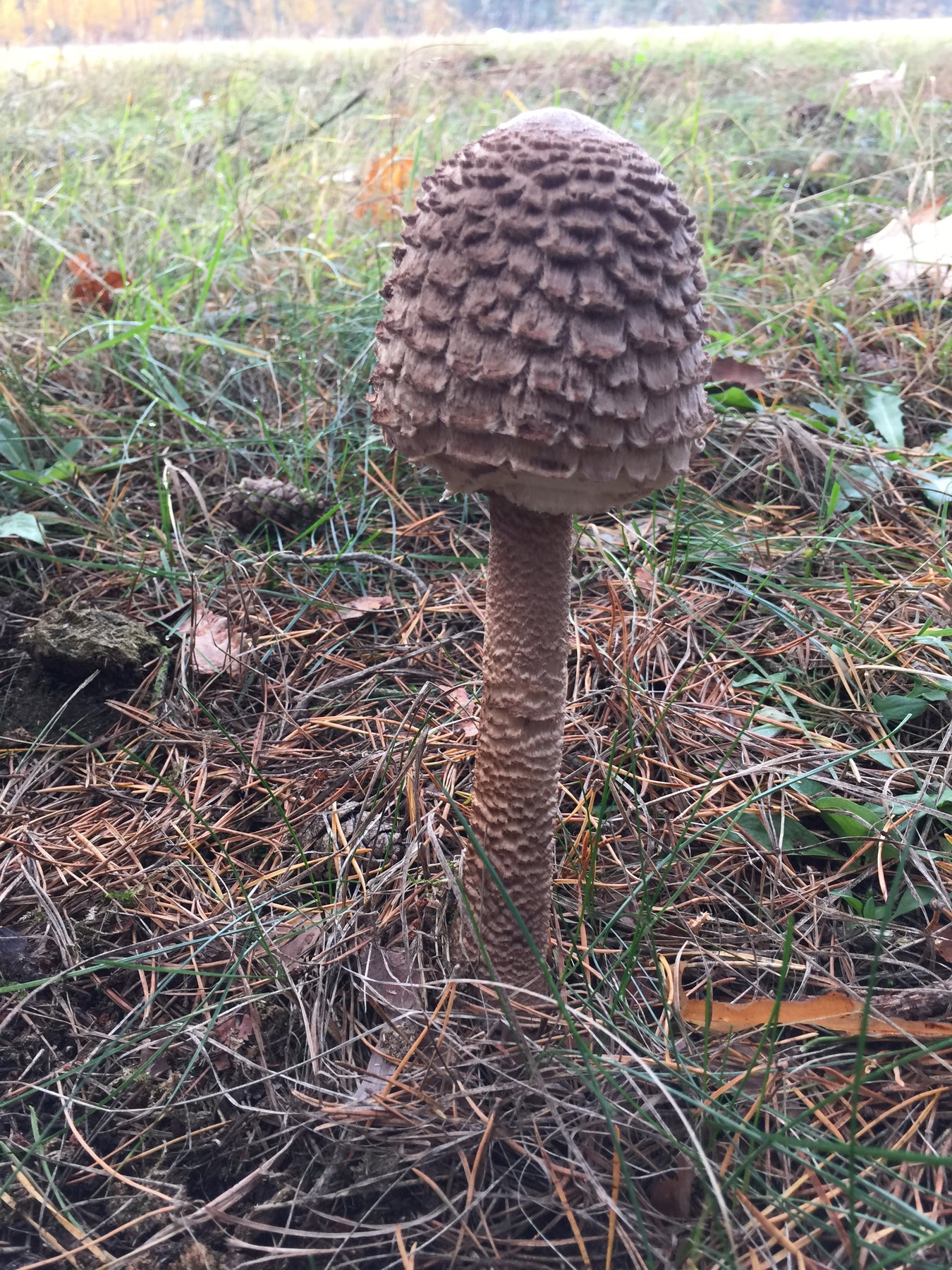 Stolt Fj llskivling Grain Spawn 1 Kg Macrolepiota Procera Svamphuset stolt-fj-llskivling-grain-spawn-1-kg-macrolepiota-procera-svamphuset