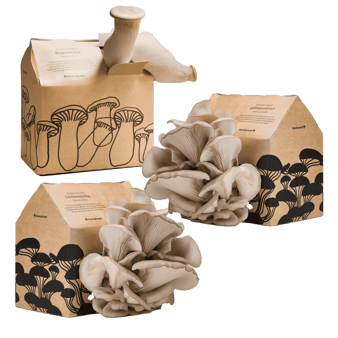 Svamphus-kit 20% mängdrabatt Svamphus-kit Svamphuset Svamphus-kit 2.0 (kartongfärgat)