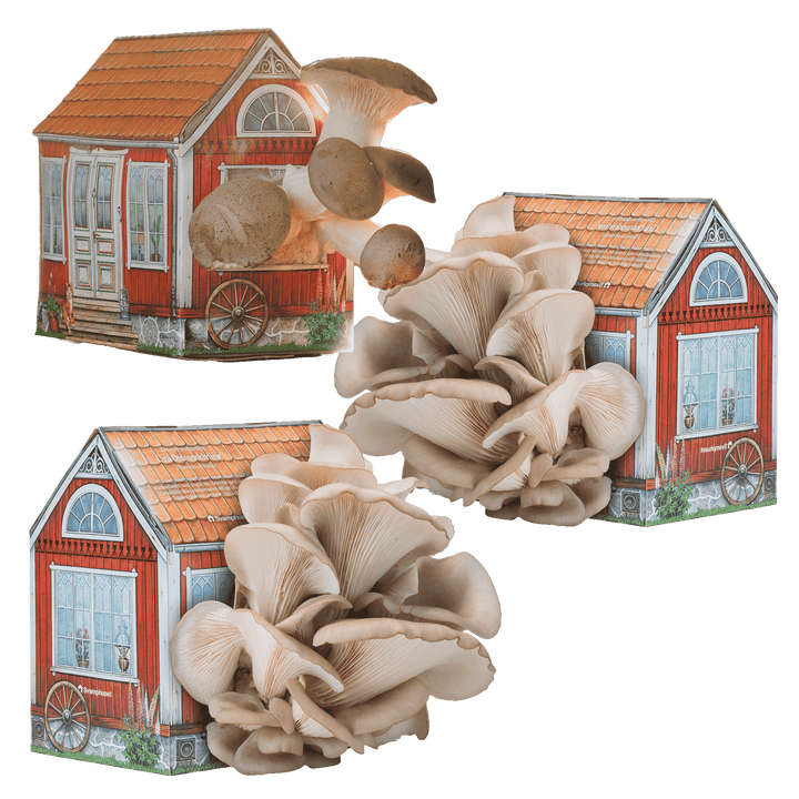 Svamphus-kit 20% mängdrabatt Svamphus-kit Svamphuset Svamphus-kit Original (rödfärgat)