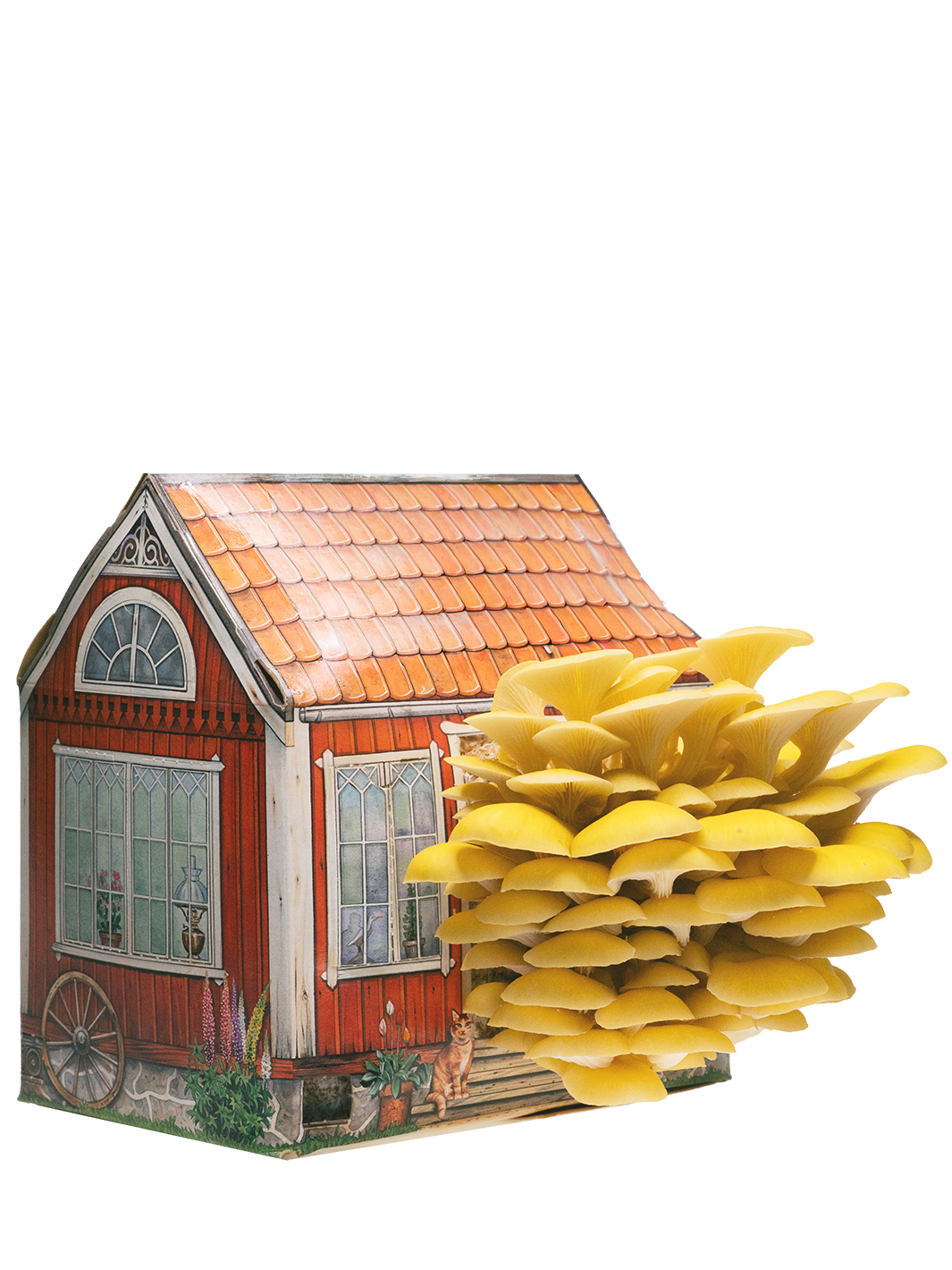 Svamphuset gul ostronskivling i en röd stuga för att odla svamp hemma på köksbänken