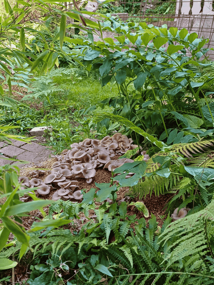 Grå ostronskivlings-kit för trädgårdsodling Trädgårdsodling Min butik 