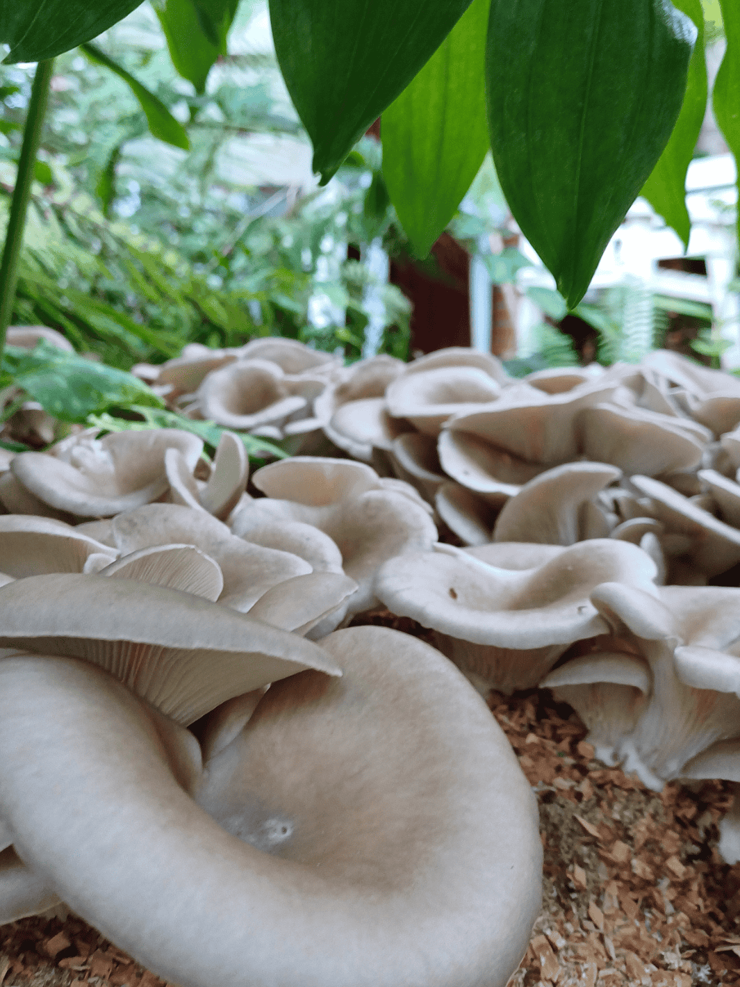 Grå ostronskivlings-kit för trädgårdsodling Trädgårdsodling Min butik   