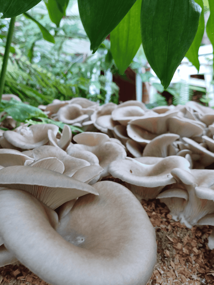 Grå ostronskivlings-kit för trädgårdsodling Trädgårdsodling Min butik   