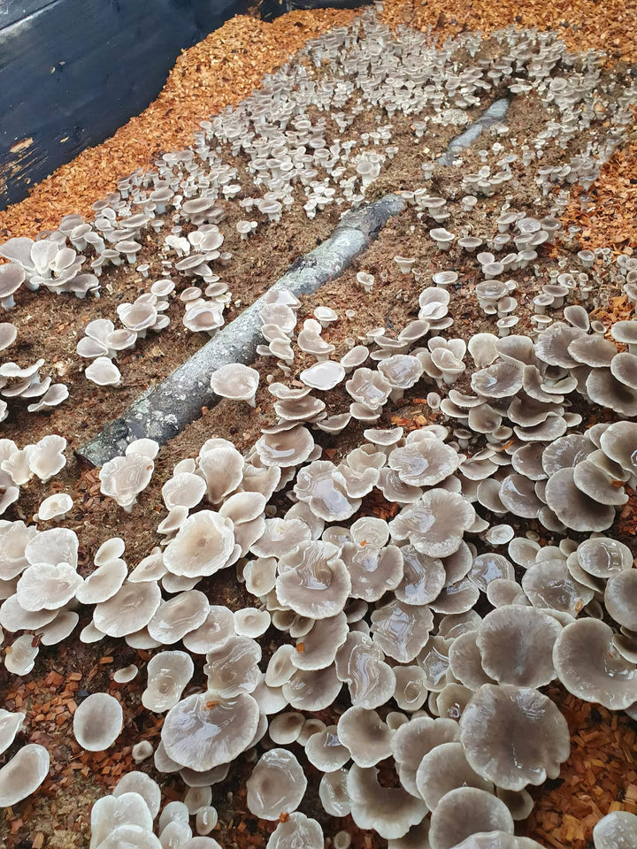 Grå ostronskivlings-kit för trädgårdsodling Trädgårdsodling Min butik